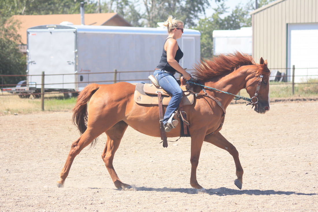 Electric Equine, electric equine, electric equine llc Electric Equine LLC, Belgrade horse boarding, bozeman horse boarding, belgrade horse training, belgrade horse riding lessons, riding lessons